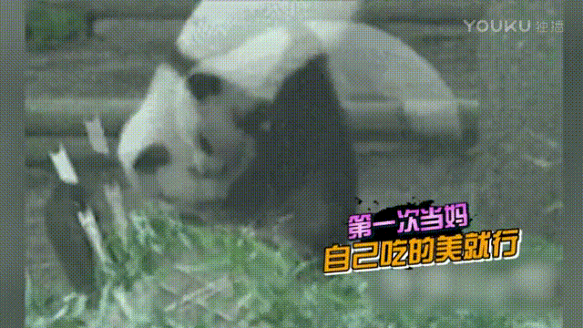 大熊猫 贪吃 躺着吃 吃的美