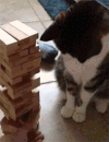 猫咪 萌宠 可爱 喵星人 玩积木