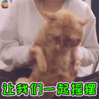 萌宠 猫 猫咪 开心 让我们 一起摇摆 soogif soogif出品