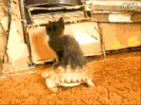 小猫 乌龟 行走 搞笑