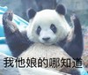 萌宠 熊猫 我他娘的哪知道 懵了 搞怪 逗