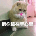 猫 捧 手心里