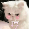 萌宠 猫咪 猫 喵星人 哼 生气