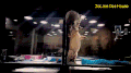 猫 萌宠 狗 宠物打架 可爱
