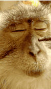 猴子 卖萌