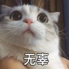 萌宠 猫星人 无辜 可怜 呆萌 可爱