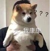 萌宠 汪星人 我康康 咋的了 好奇 呆萌