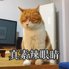萌宠 猫星人 真素辣眼睛 不想看 搞怪 逗