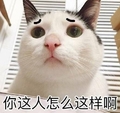 猫咪 喵星人 你这人怎么这样啊 斗图 委屈 凝视