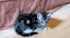 猫咪 倒地 装死 搞笑