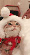 猫咪 帽子 可爱 雪花