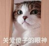 萌宠 喵星人 关爱傻子的眼神 傻子 搞怪 逗