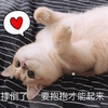 萌宠 喵星人 摔倒了 要抱抱才能起来 可爱 呆萌