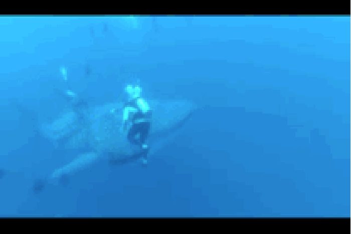 鲸鱼 潜水员 游动 放生