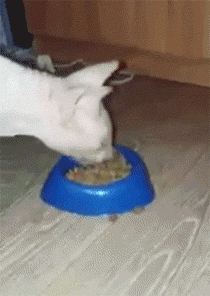 猫 吃粮食 大口