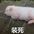 装死 猪猪 搞笑 可爱
