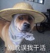 萌宠 汪星人 别耽误我干活 搞怪 逗