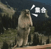 土拨鼠 呐喊 跺脚 集合