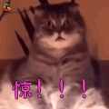 萌宠 猫 喵星人 惊 soogif soogif出品