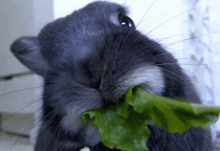 兔子 吃菜 可爱 萌