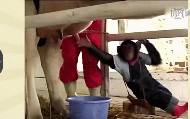 惊吓 猴子 挤牛奶 奶牛 搞笑