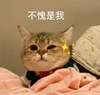 萌宠 猫星人 不愧是我 开心 呆萌 可爱
