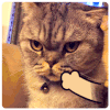 猫咪 喵星人 哼 气愤 搞笑