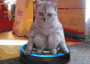 猫咪 新玩具 搞笑
