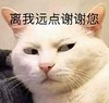 萌宠 猫星人 离我远点谢谢你 嫌弃 呆萌 可爱