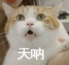 萌宠 猫星人 天呐 无奈 呆萌 可爱