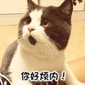 猫咪 你好烦内