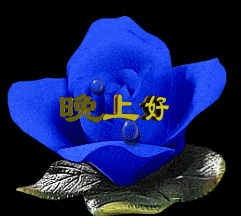 晚上好 蓝色花 漂亮 美丽