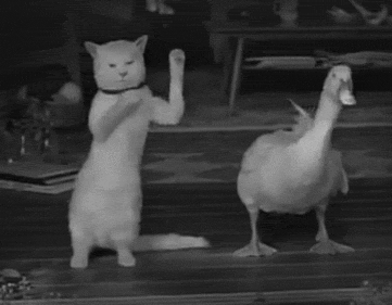小鸭子 猫咪 跳舞 可爱 搞笑 萌萌哒