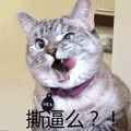 撕逼 猫