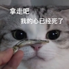 萌宠 喵星人 拿走吧 我的心已经死了 憨憨 调皮