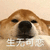 柴犬 狗 生无可恋