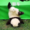 萌宠 熊猫 翻车 摔倒 搞怪 呆萌