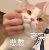 萌宠 猫星人 憨憨老实 搞怪 逗 呆萌