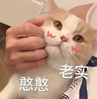 萌宠 猫星人 憨憨老实 搞怪 逗 呆萌