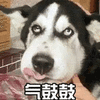 气鼓鼓 二哈 哈士奇 搞怪 逗