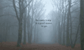 森林 引用 雾 树