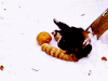 小熊猫 干脆面 小浣熊 玩耍 雪地 red panda