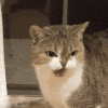 可爱 萌宠 猫咪 尴尬