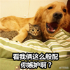狗狗 猫咪 相依 看我俩这么般配你嫉妒啊