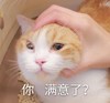 萌宠 猫星人 你满意了 难受 搞怪 呆萌