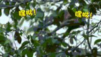 猴子 大树 树林 落水