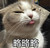 猫咪 可爱 呆萌 斗图 略略略