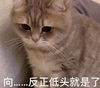 萌宠 猫星人 反正低头就是了 投降 呆萌 可爱