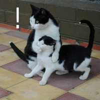 猫咪 喵星人 可爱 搞笑 萌萌哒