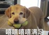 萌宠 汪星人 嘻嘻嘻 满足 可爱 憨憨